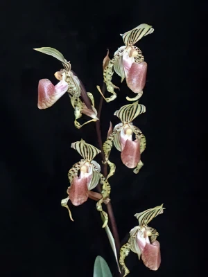 Bild von Paphiopedilum supardii 5